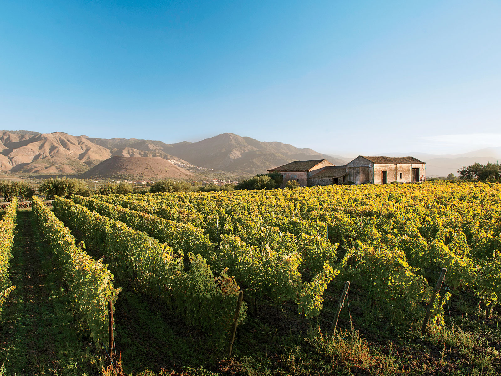 Kebun Anggur Paling Lezat di Sisilia
