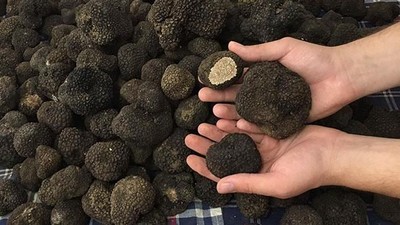 Pertanian Truffle, Harta Tersembunyi dari Bumi di Italia