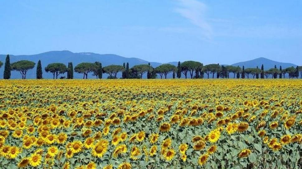 Pesona Pertanian Bunga dan Kearifan Budaya di Italia