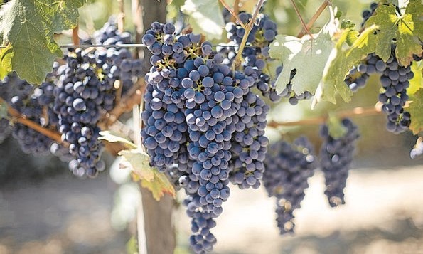 Pertanian Anggur di Italia, Keindahan Budaya dan Kuliner